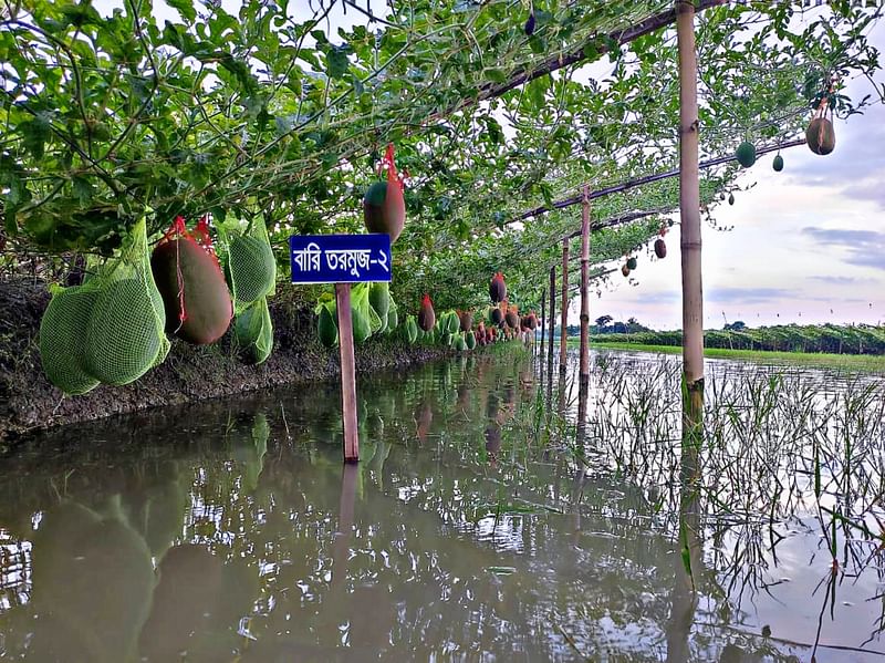 মাছের ঘেরে মাচায় ঝুলছে রসালো তরমুজ। আজ সোমবার খুলনার কয়রা উপজেলার বাগালী ইউনিয়নের বগা গ্রামে